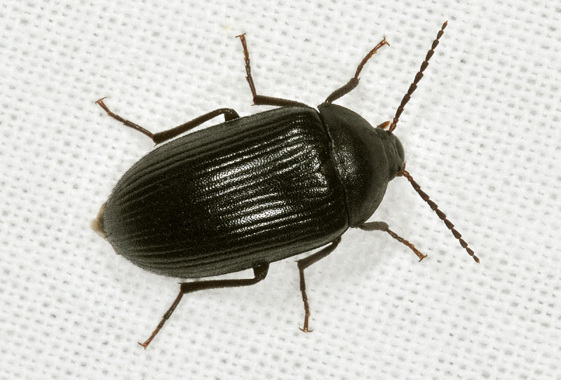 Prionychus ater (Tenebrionidae Alleculinae)
